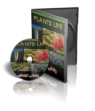 plants life